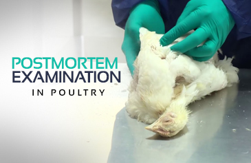 Postmortem Examination In Poultry